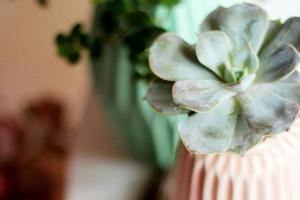Sage green succulent in light pink planter with pink background