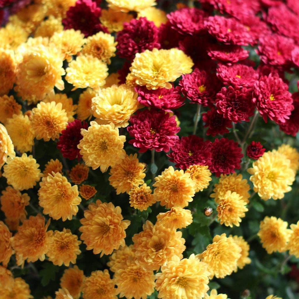 Yellow and red Chrysanthemums