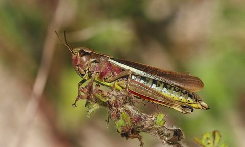 Brown cricket on a branch