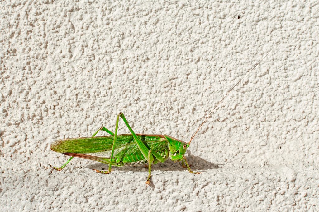 Cricket on a white painted stone surface