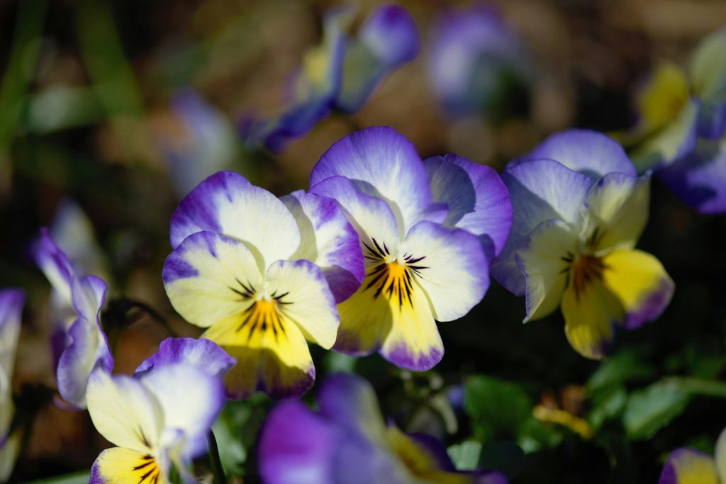 Purple and yellow pansies