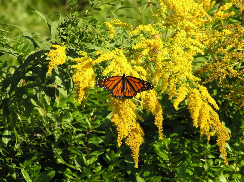 Monarch butterfly on blooing goldenrods