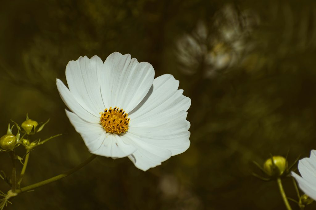 White cosmos flower in bloom