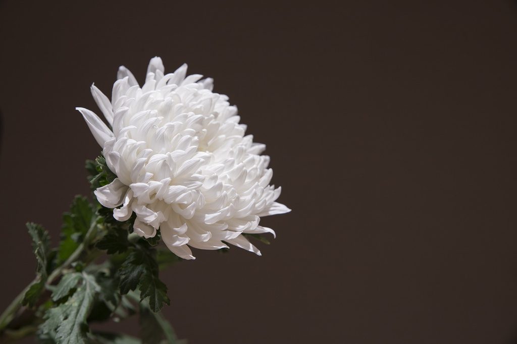 Single white chrysanthemum against a dark background