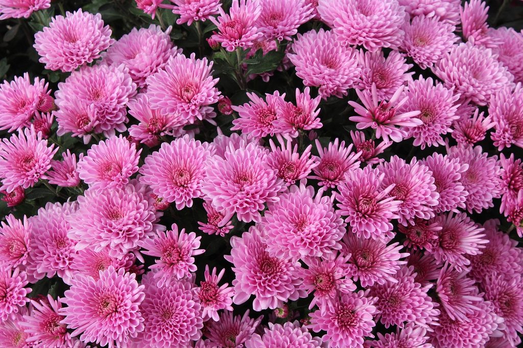 Planted purple chrysanthemums