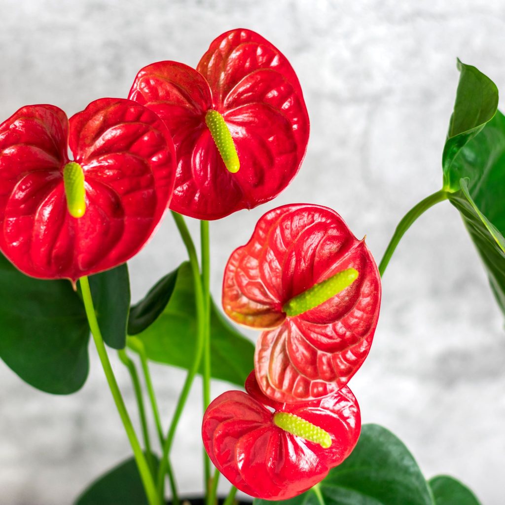 Red anthurium