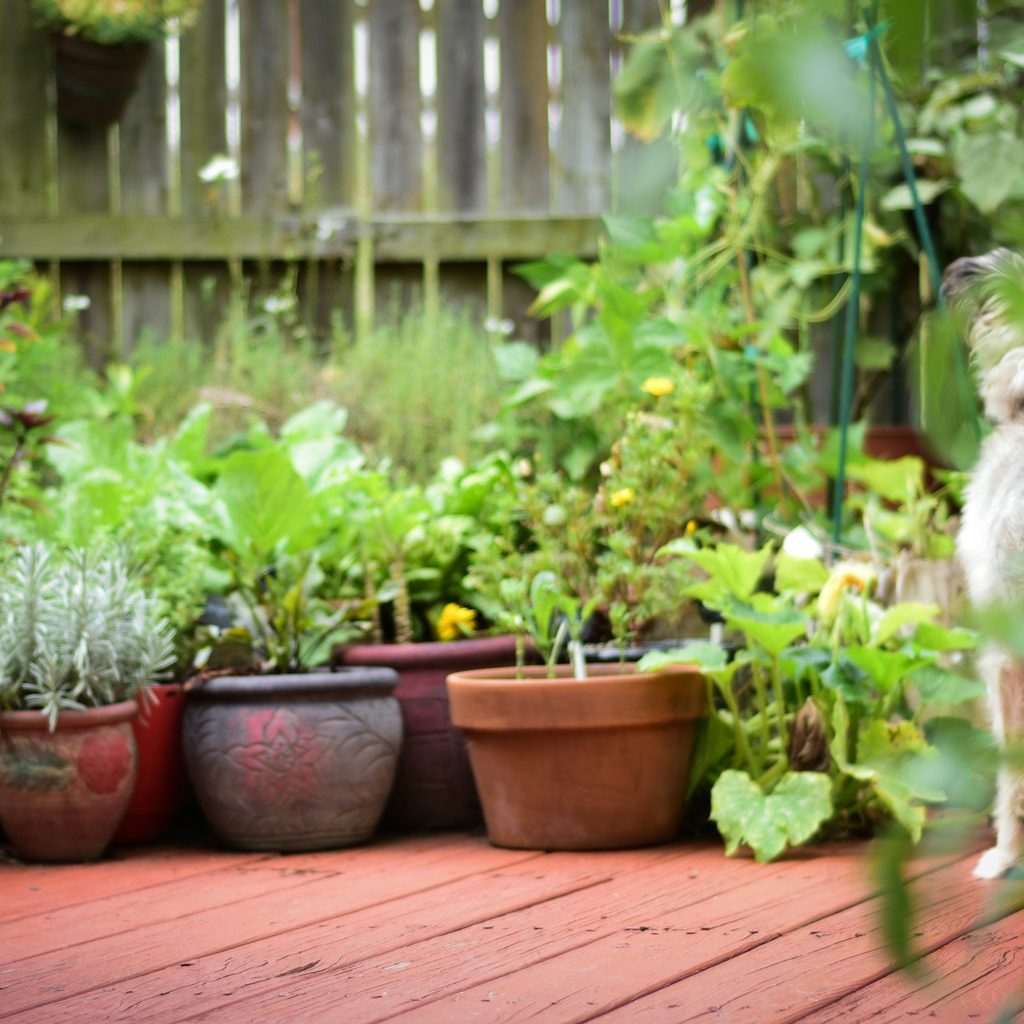 Several potted plants on a wood patio