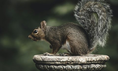 Squirrel sitting on stone pillar in a garden. How to keep squirrels out of potted plants