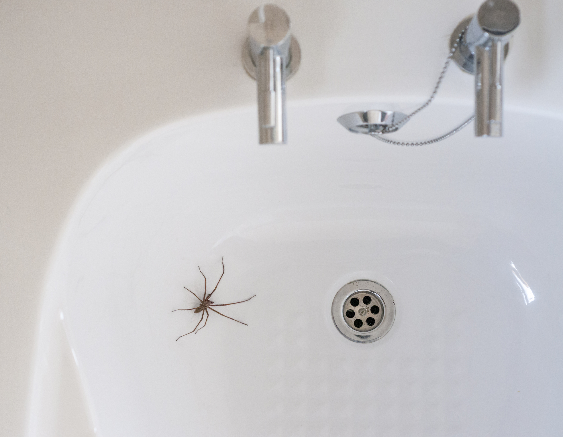 White bathroom sink with spider in it