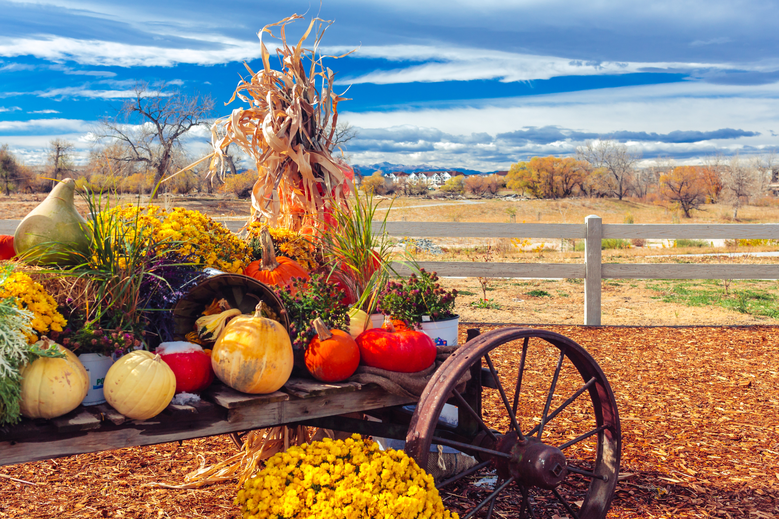 Pumpkins in a field against the sky