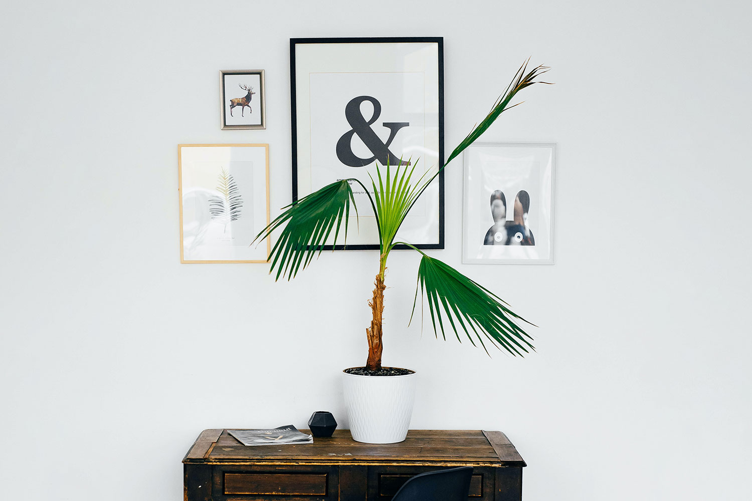 pictures and plants on wall