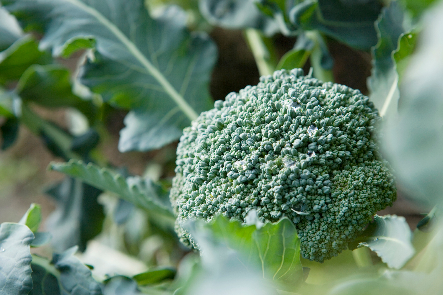 Broccoli close-up