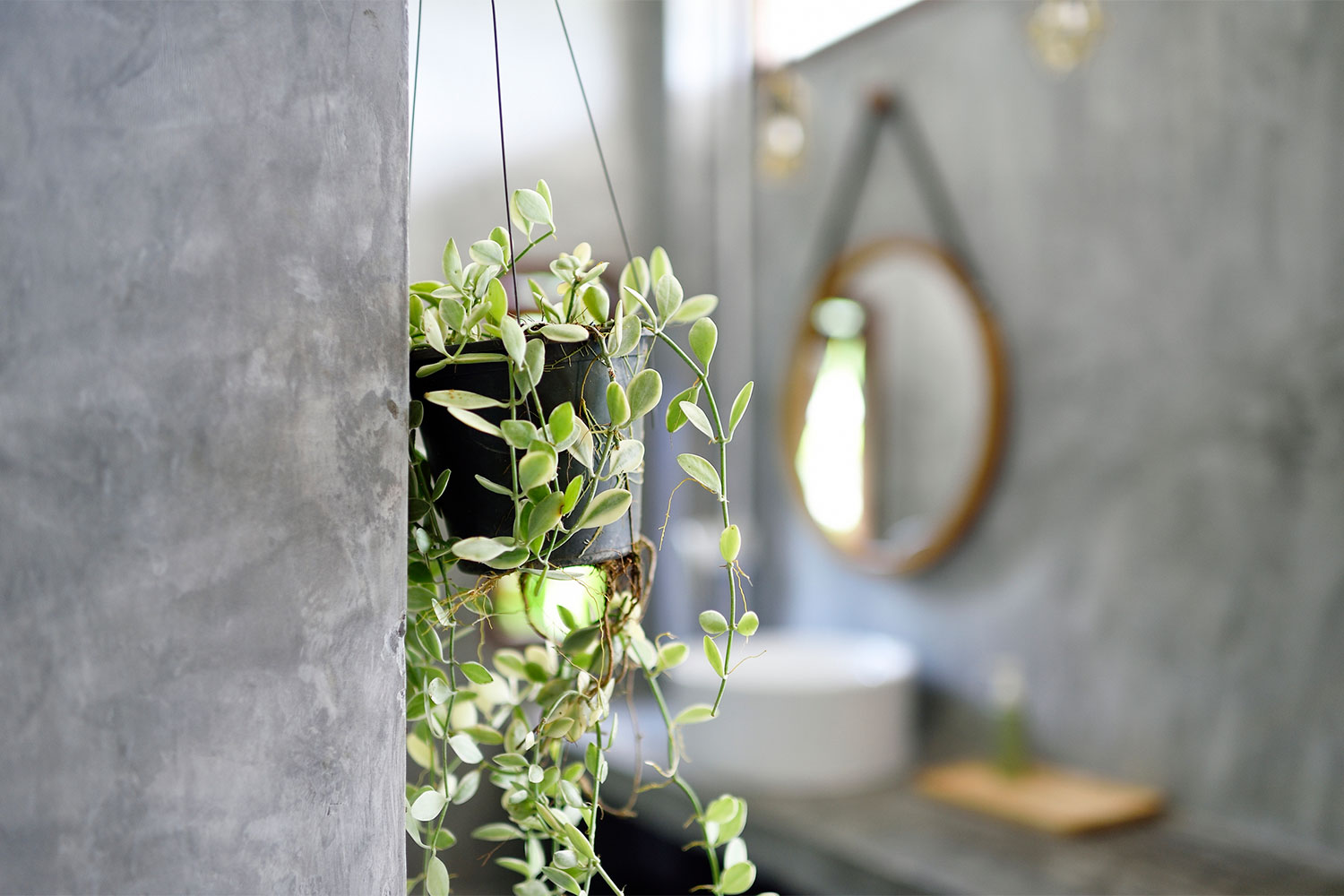 hanging plant wall