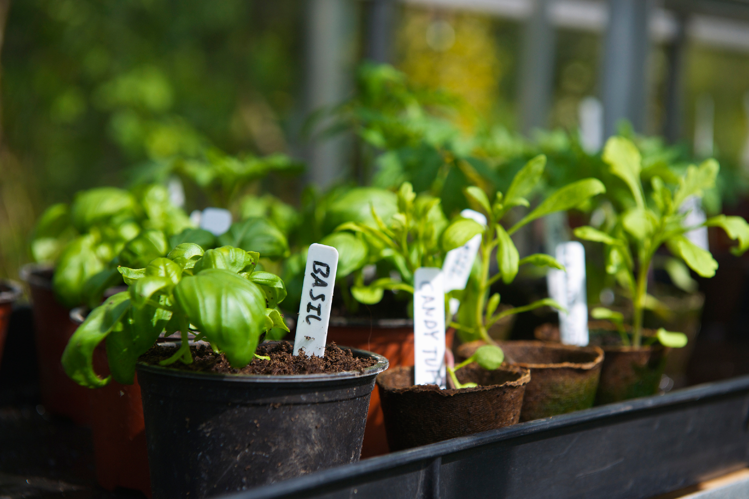 Potted herbs