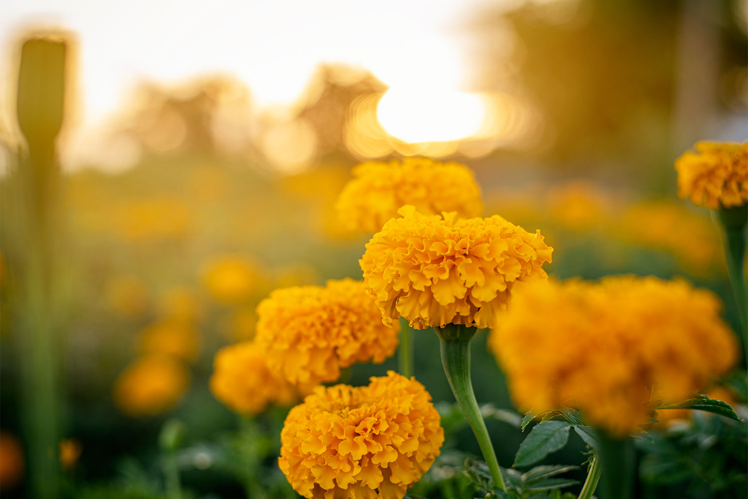 Marigolds