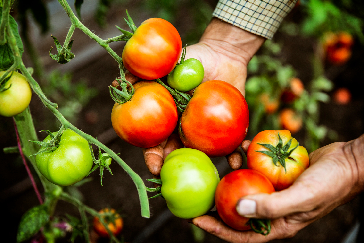 Person holding various tomatoes