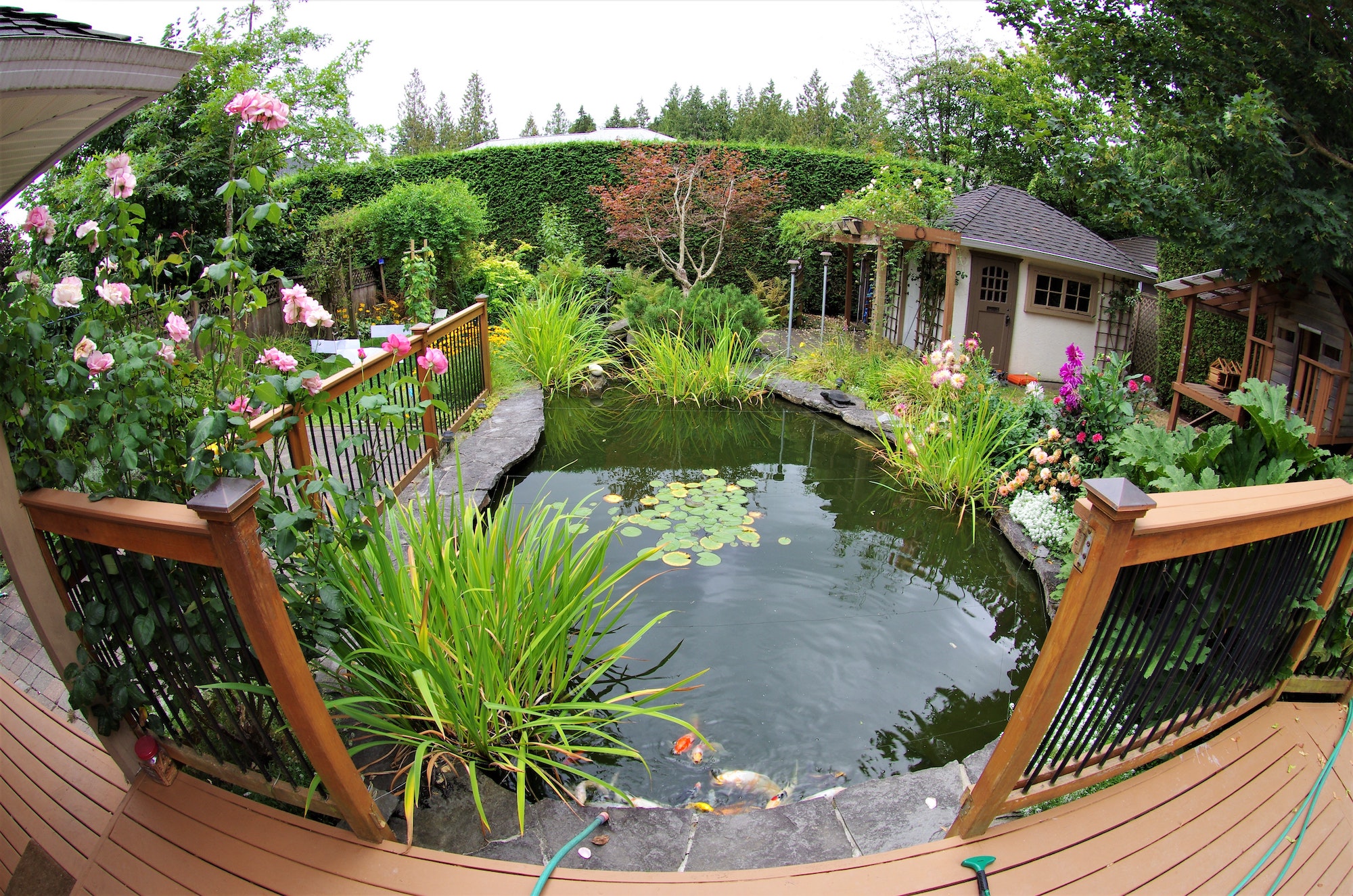 outdoor water garden with plants