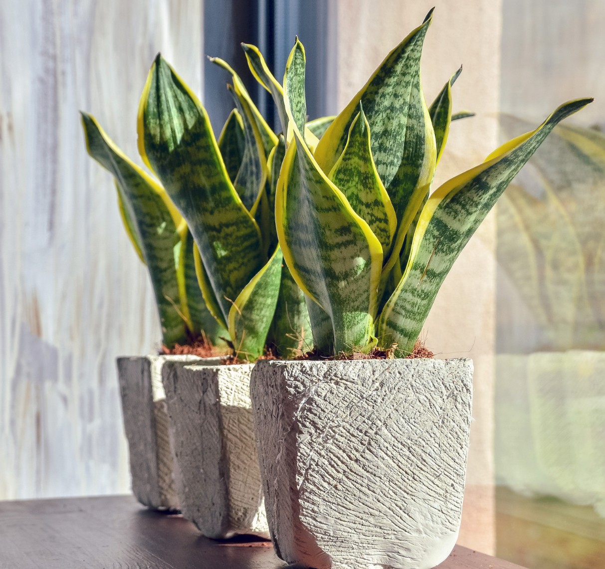 Snake plant in pot