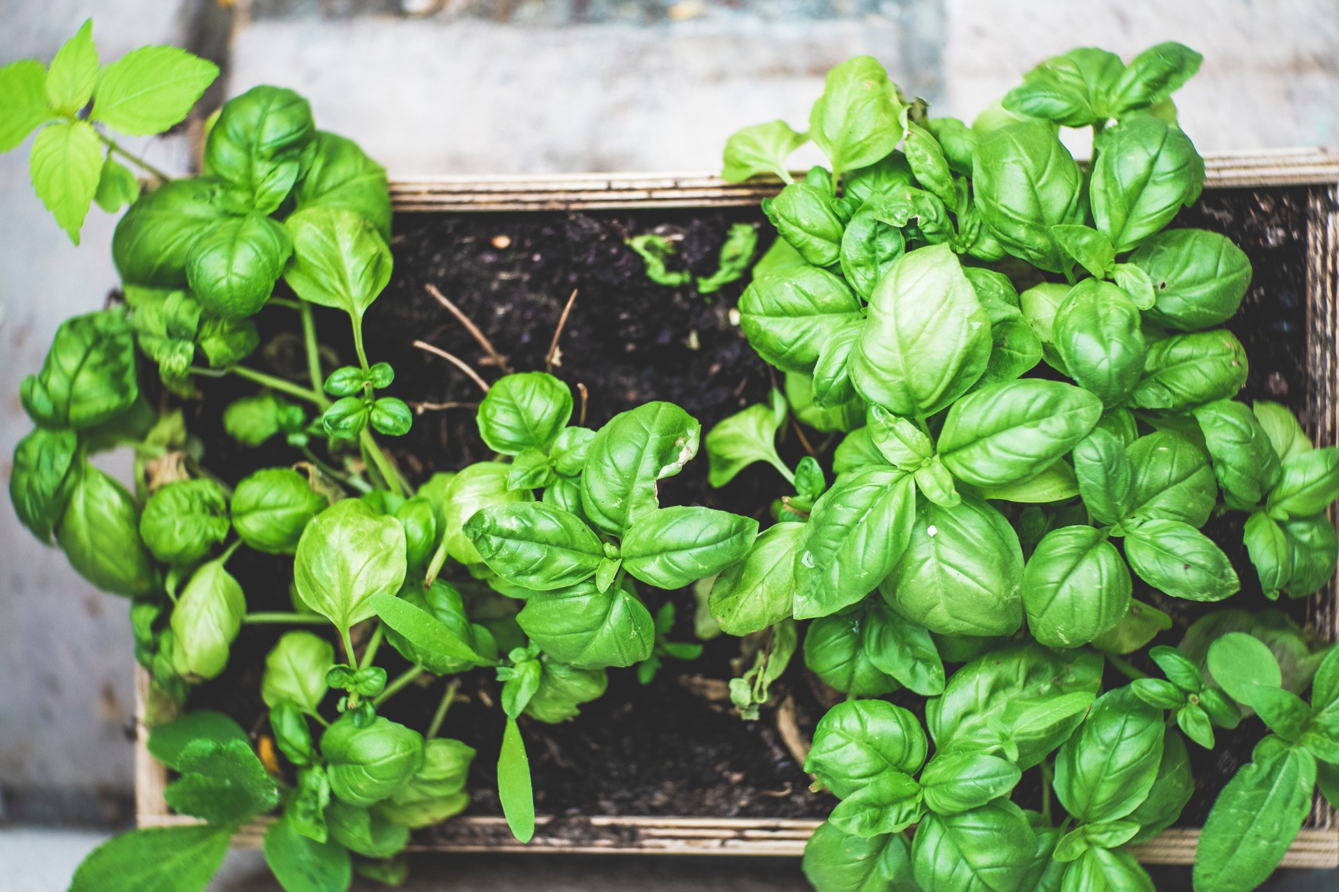 Plants in wooden box in backyard
