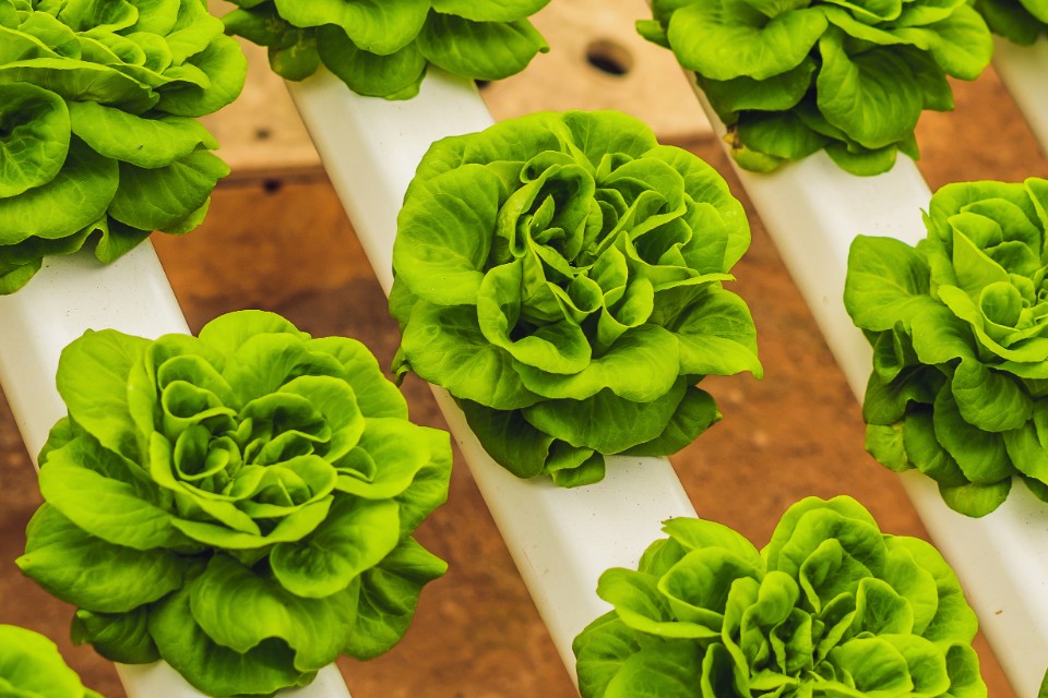 Indoor hydroponic garden