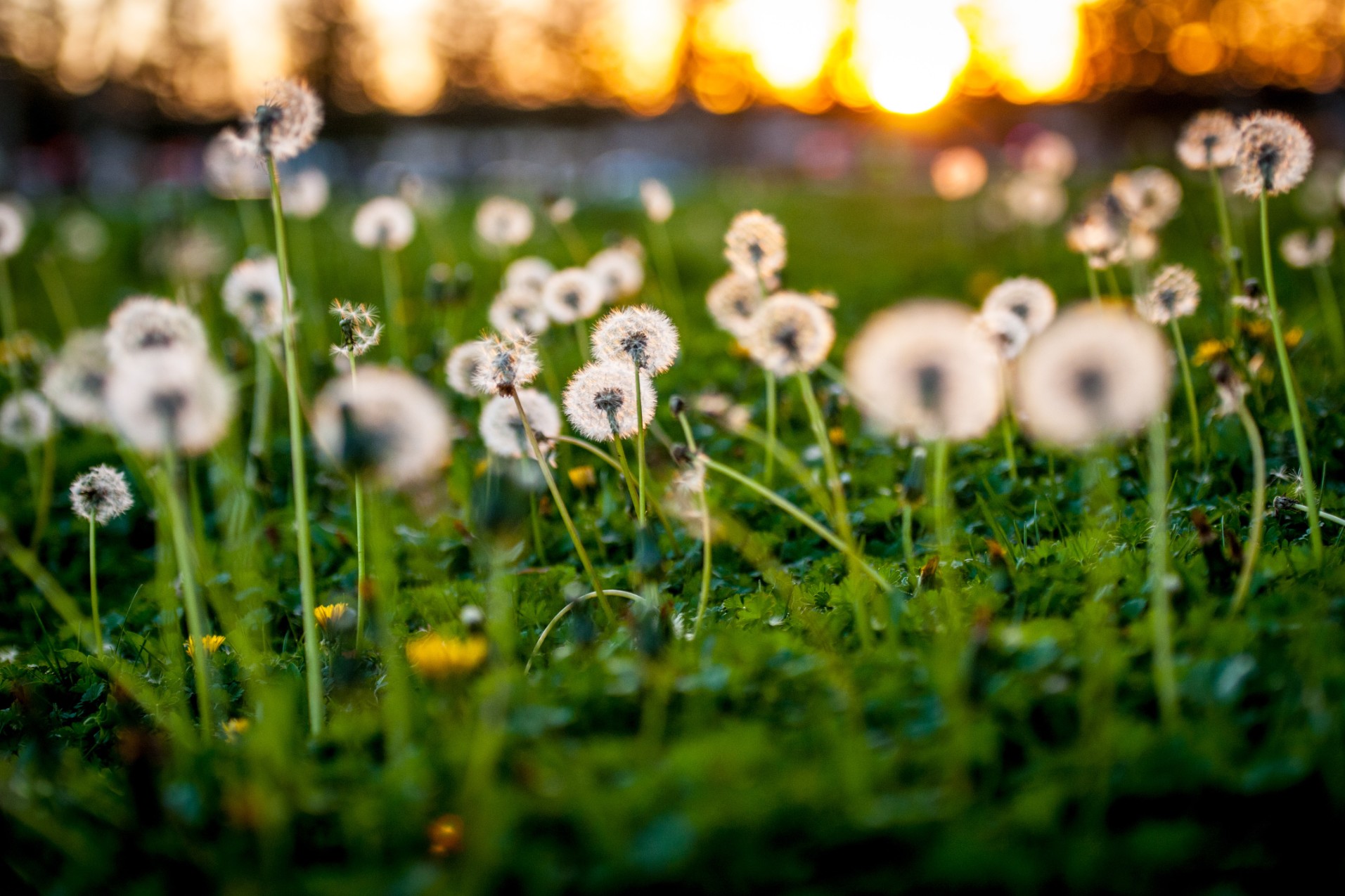 Group of dandelions on a lawn