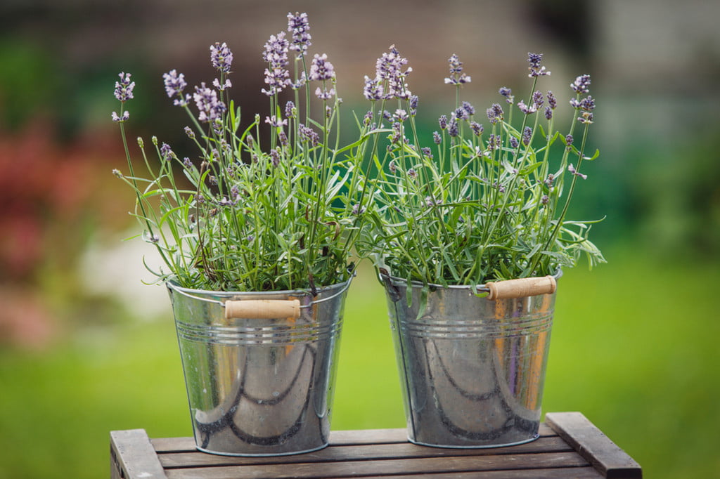 Lavender plants in pots