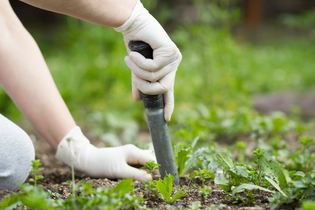 Person using tool to remove weeds.