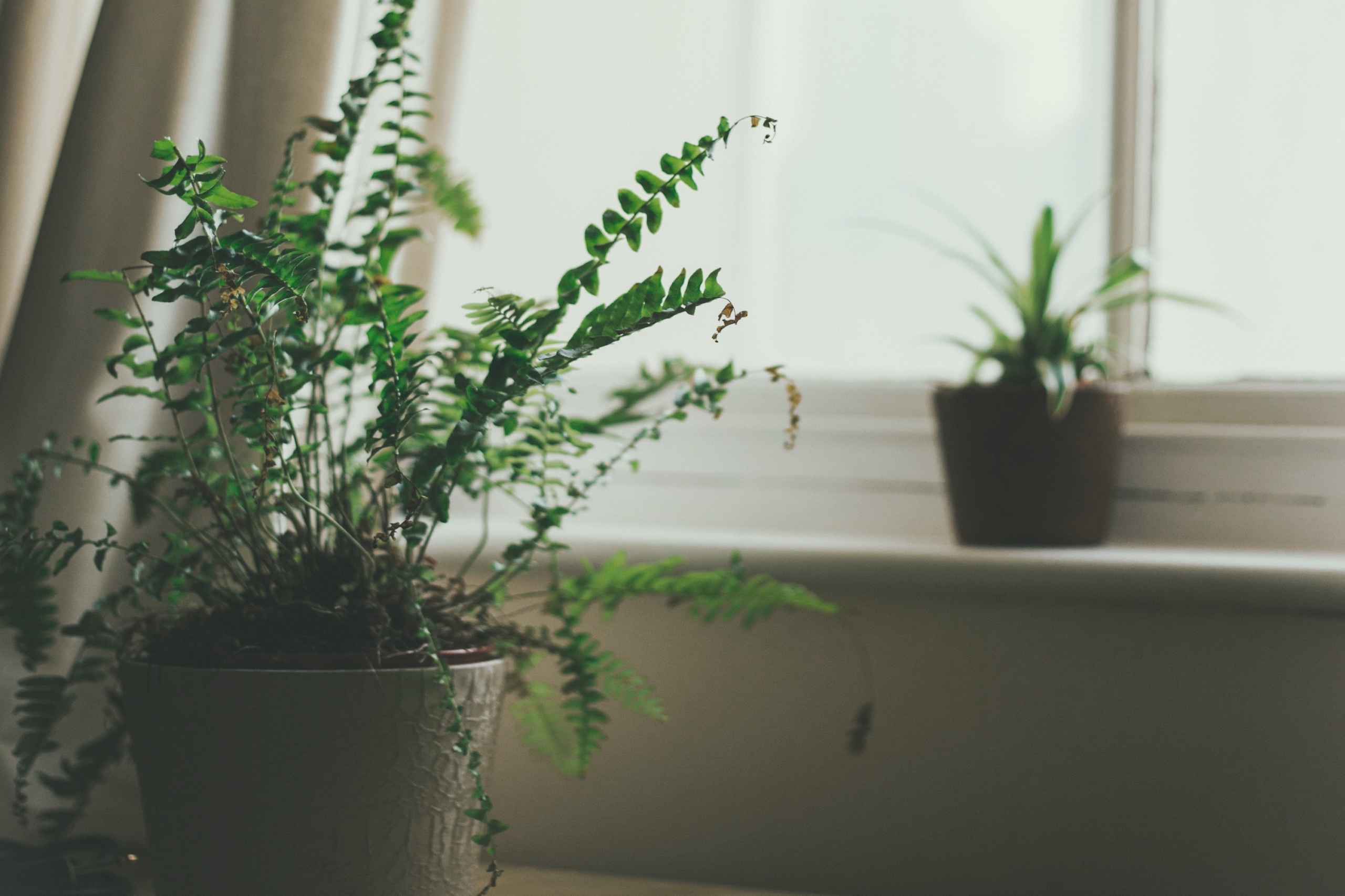 Two plants sit in pots in front of a window.