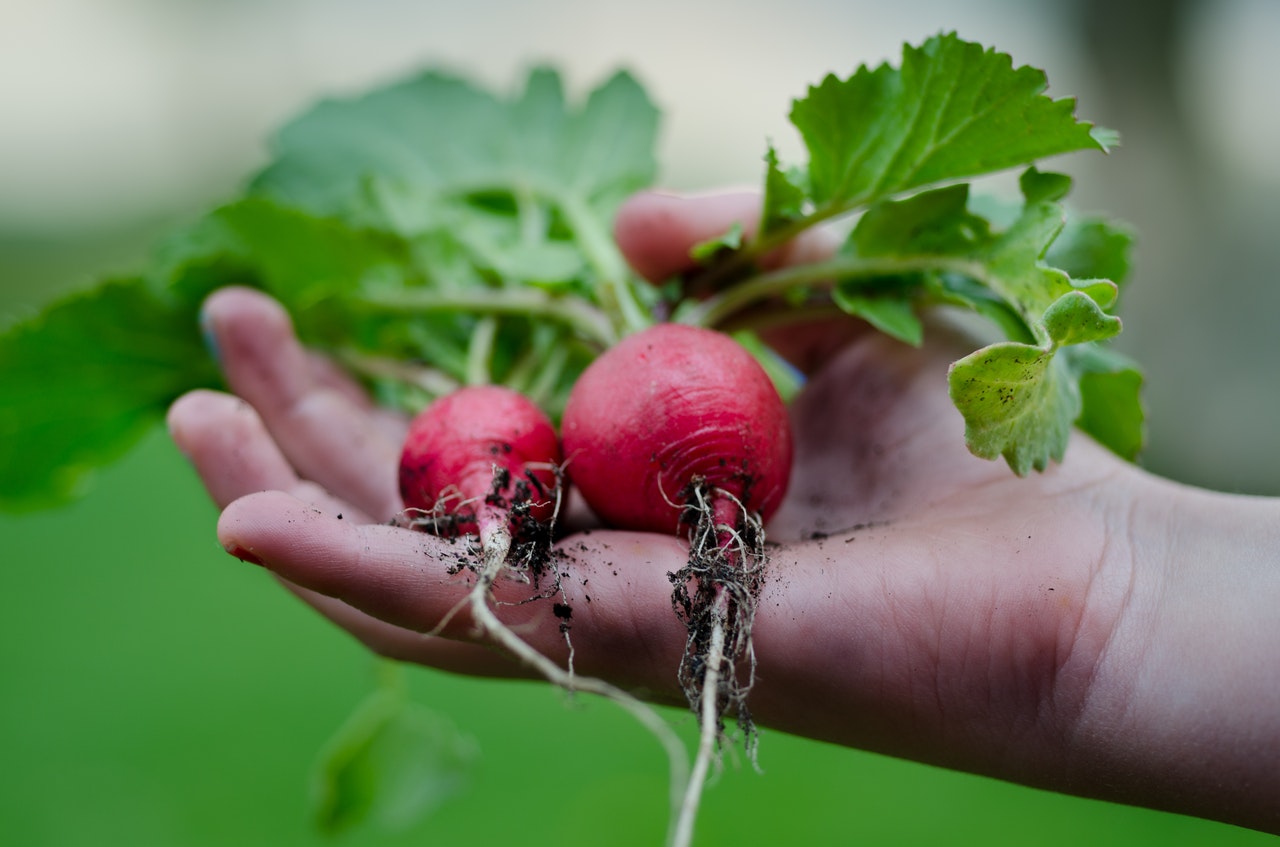 Hand holding harvested radishes with dirt still on roots