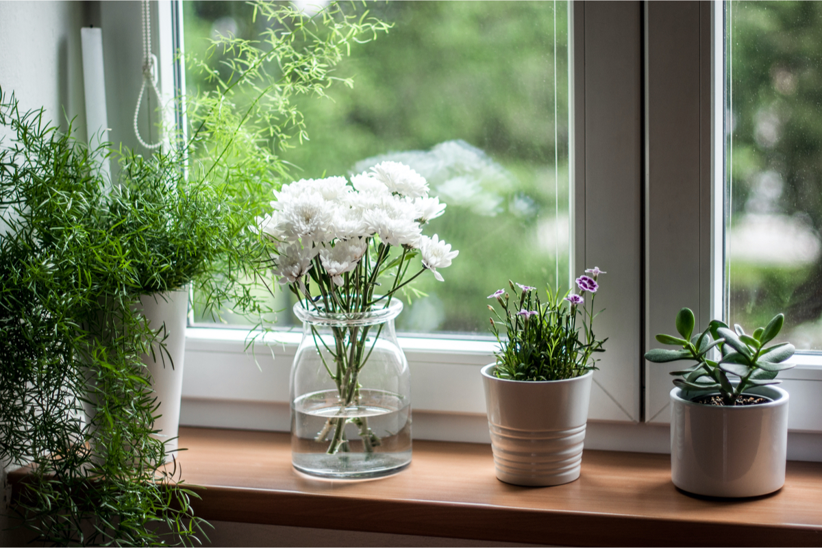 Four plants on a windowsill