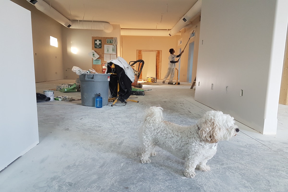 Man painting a wall with a dog on the carpet