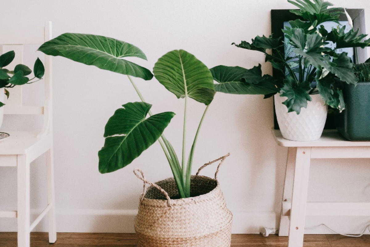 grouping of house plants