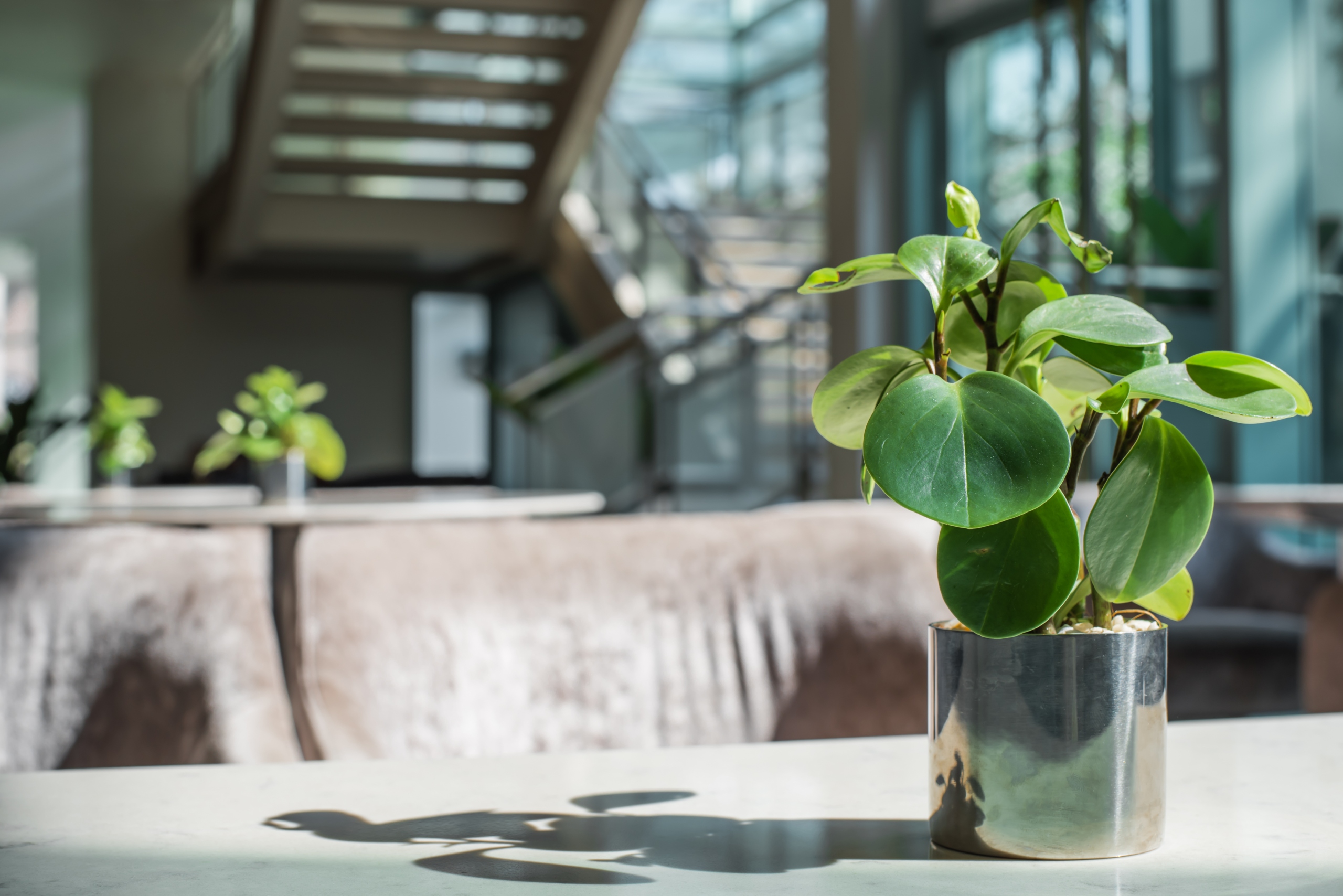 rubber plant sitting on coffee table in living room
