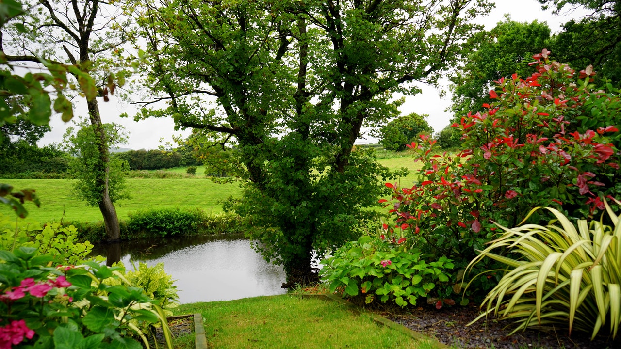 lawn landscape with tree and river