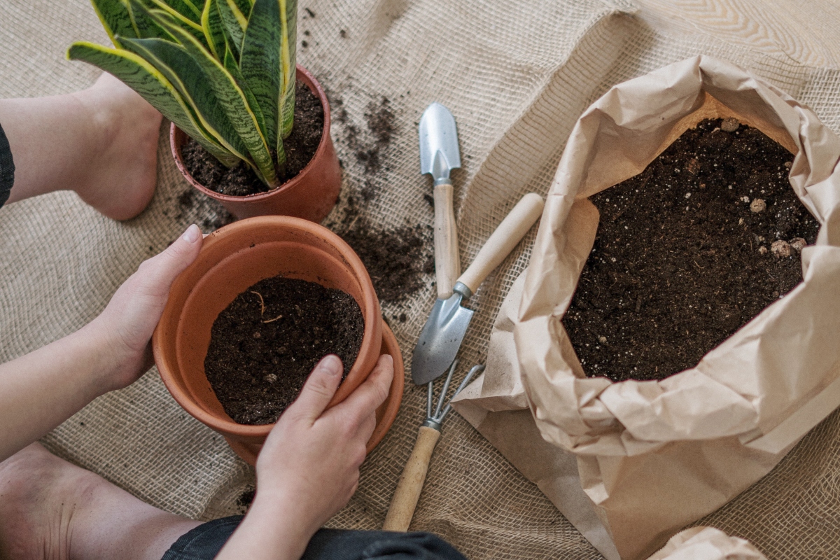 person holding pot while transplanting plant