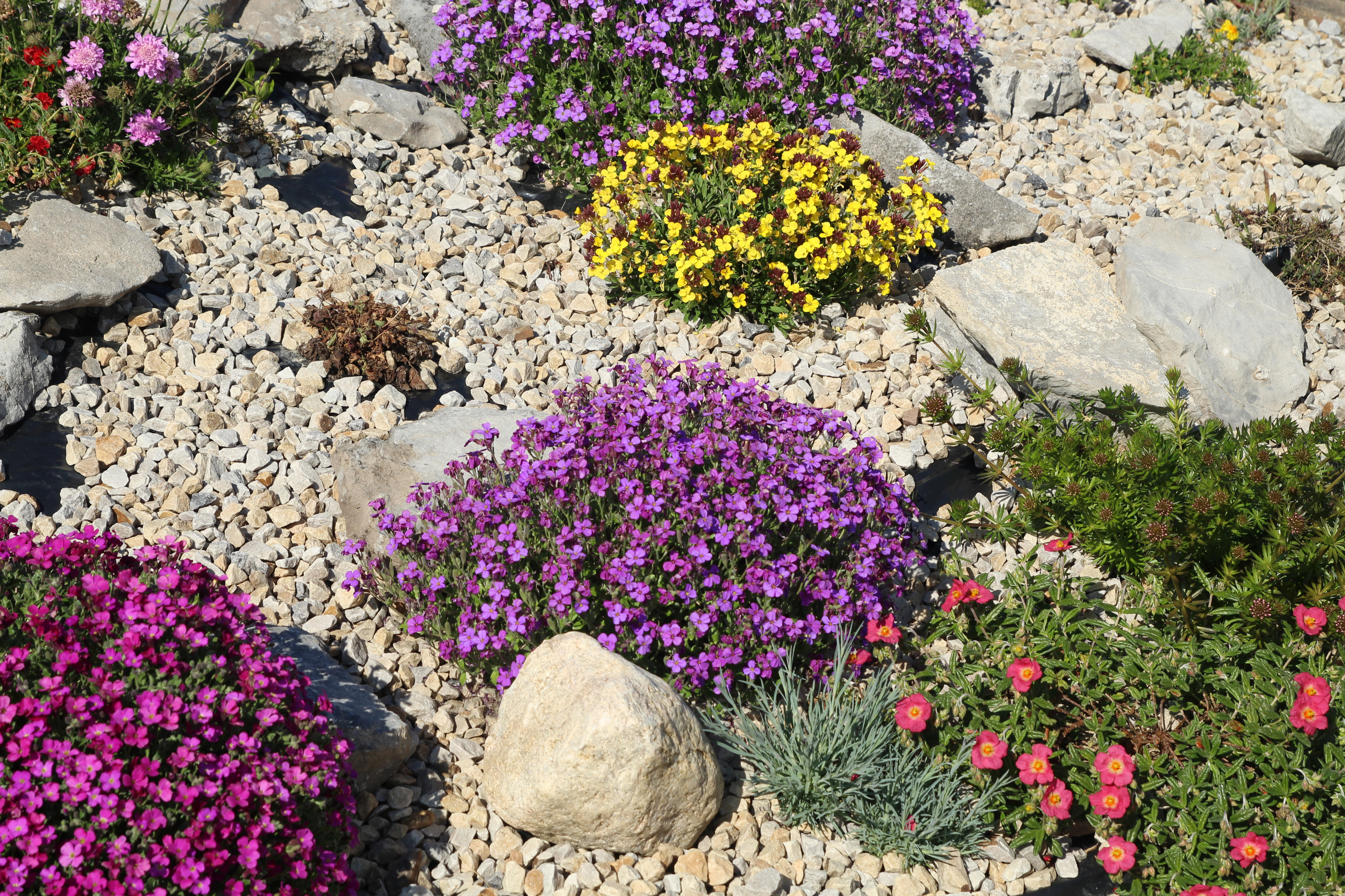 Rock garden with plants of different colors