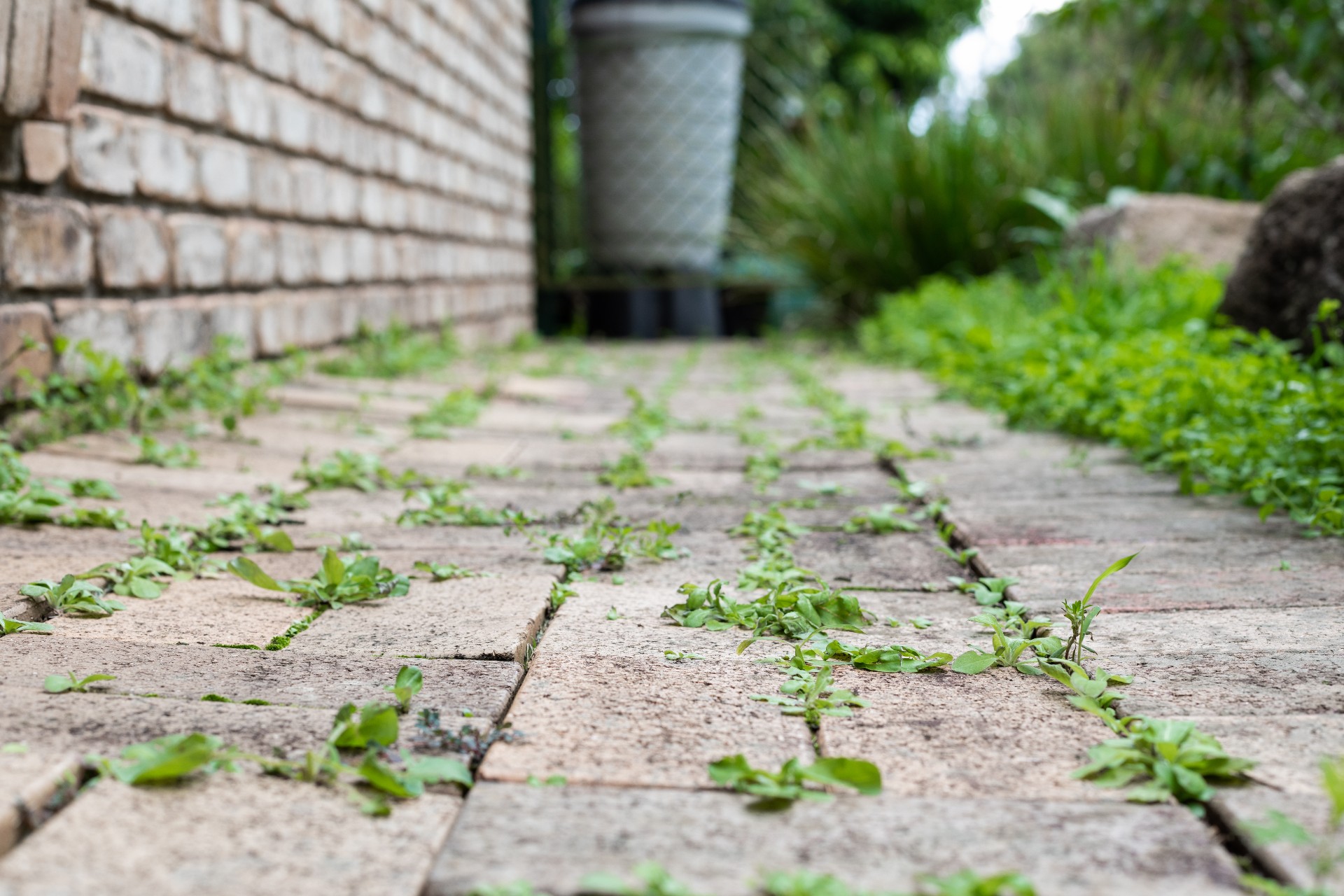 Weeds growing between patio pavers next to a brick wall