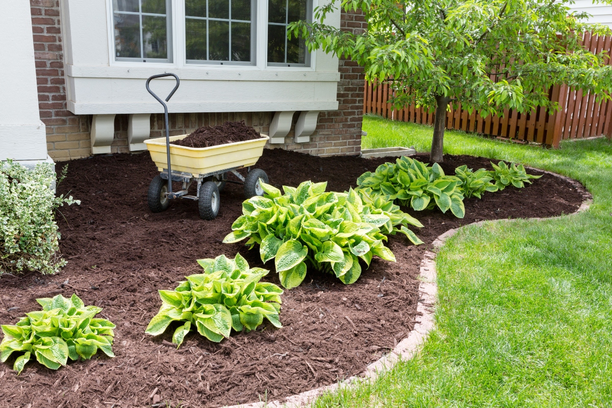 Wheelbarrow with mulch for landscaping