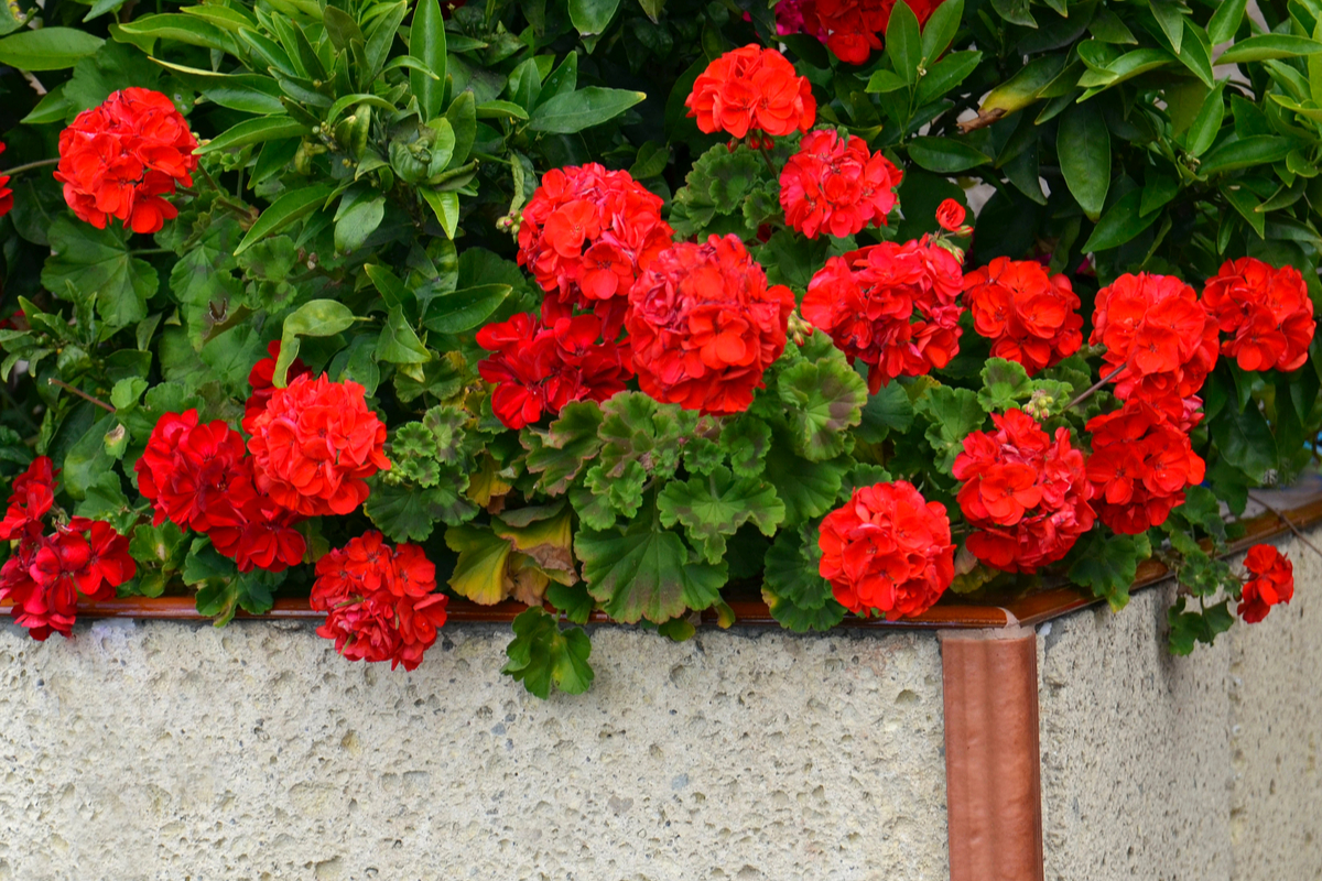 red geraniums