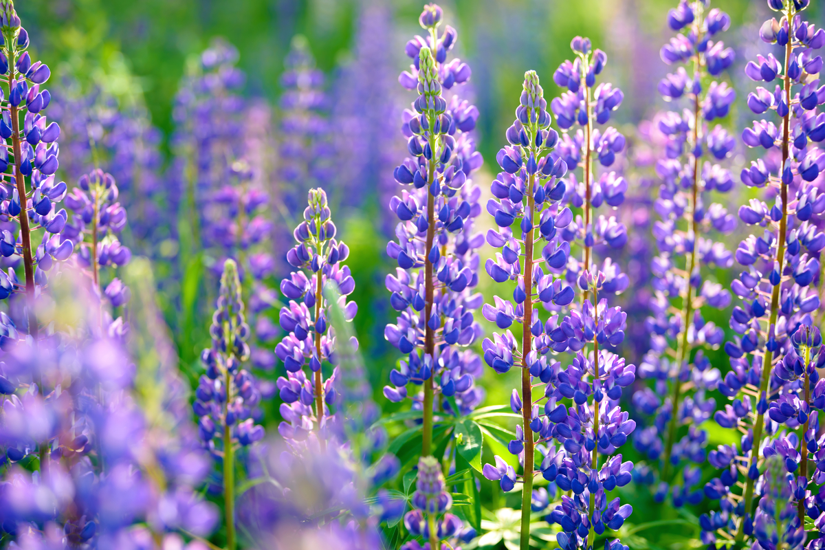 Blue lupine perennial flowers