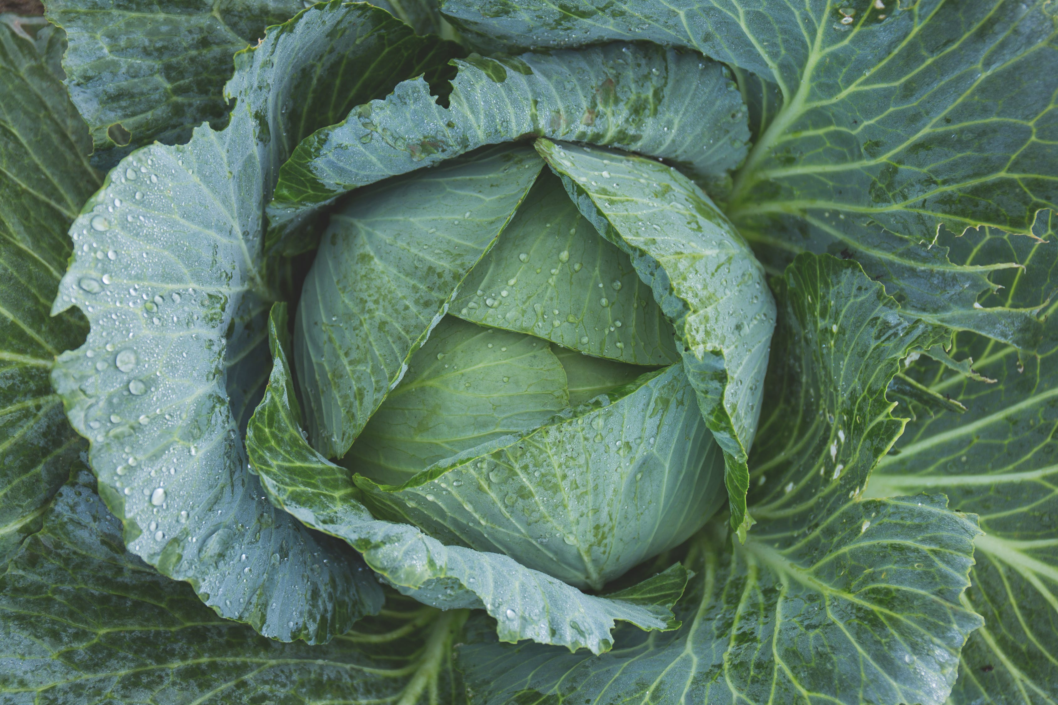 cabbage growing in garden