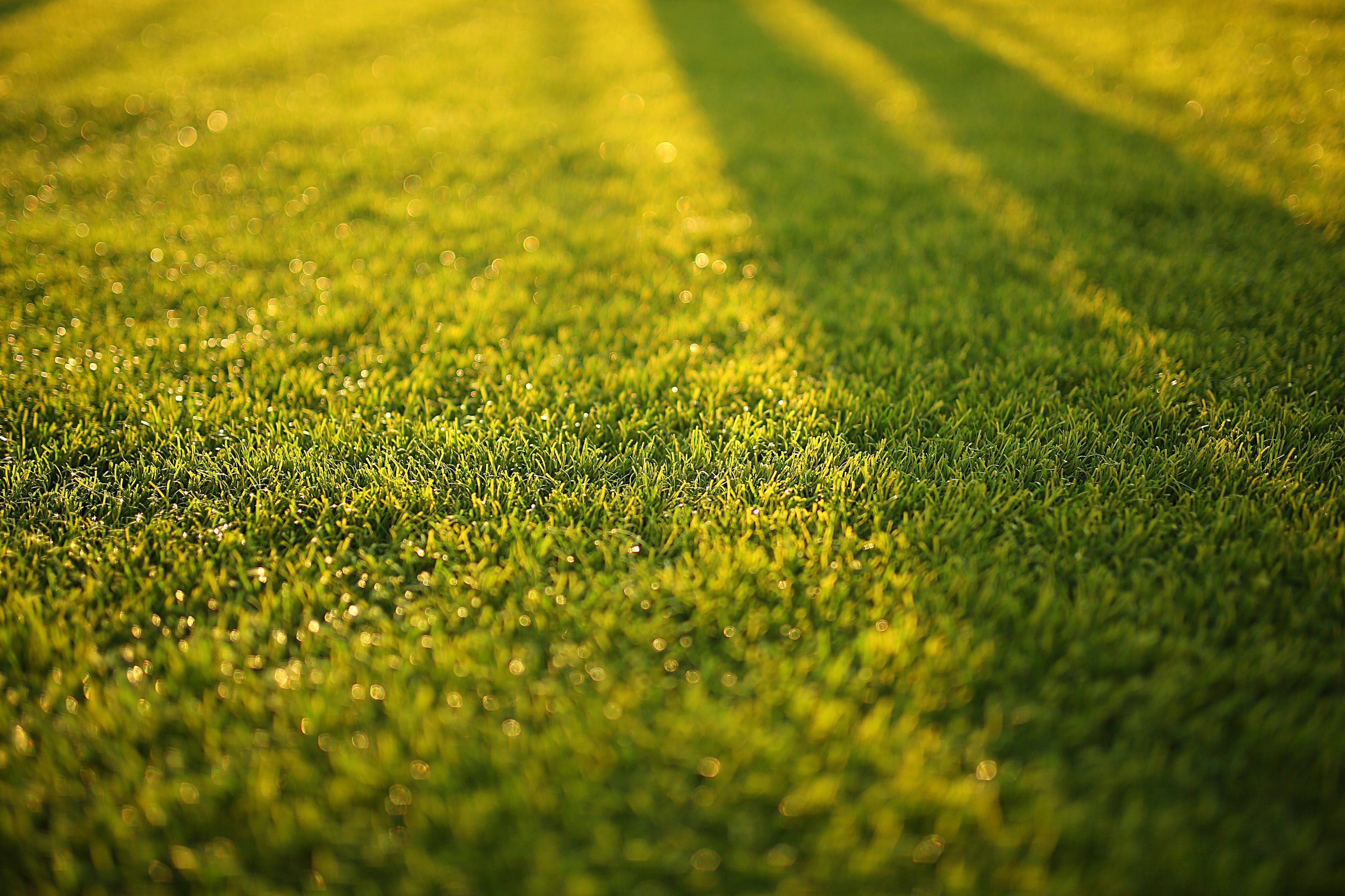 green grass with afternoon shadows