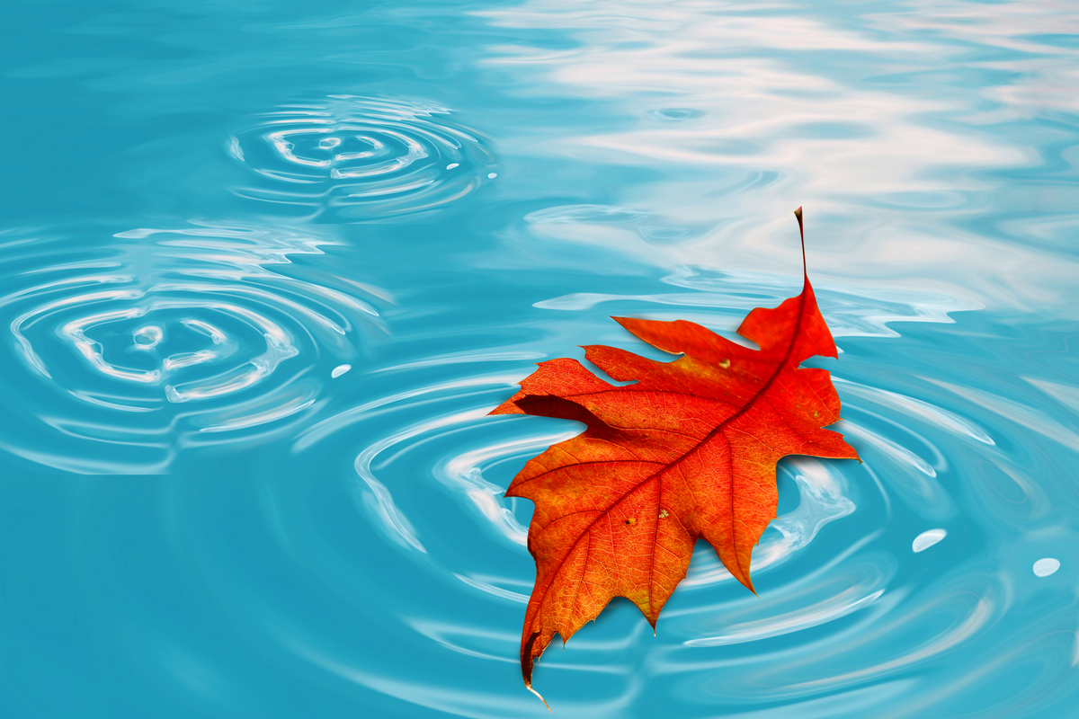 Oak leaf floating on top of pool water