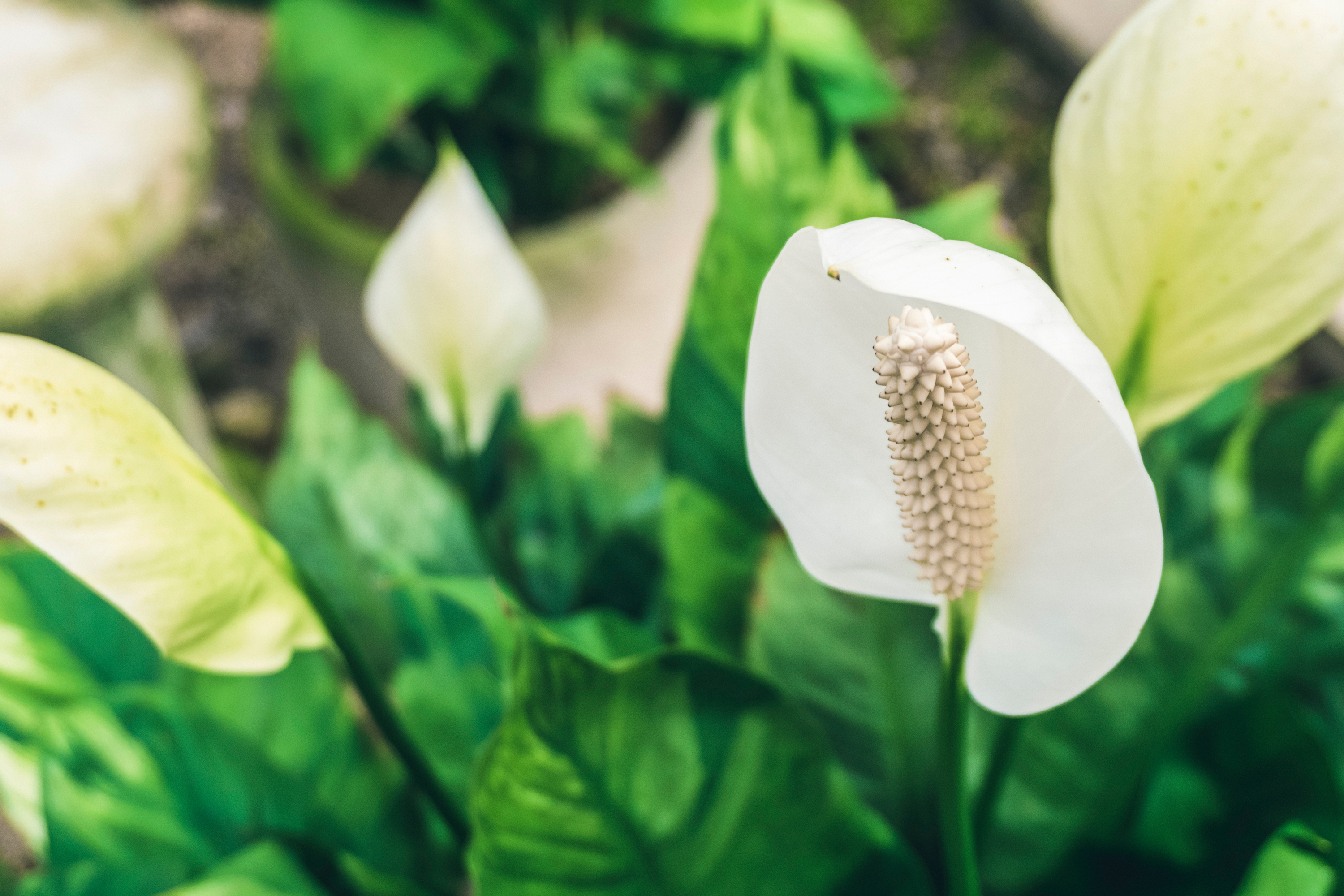 Peace lily bloom with green leaves in the background