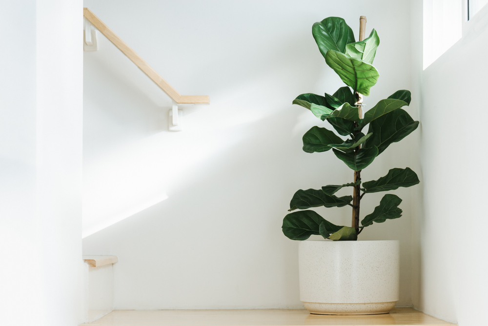 Fiddle-leaf fig plant against a white wall