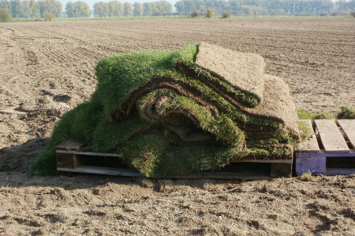 Sod pieces laying on a pallet