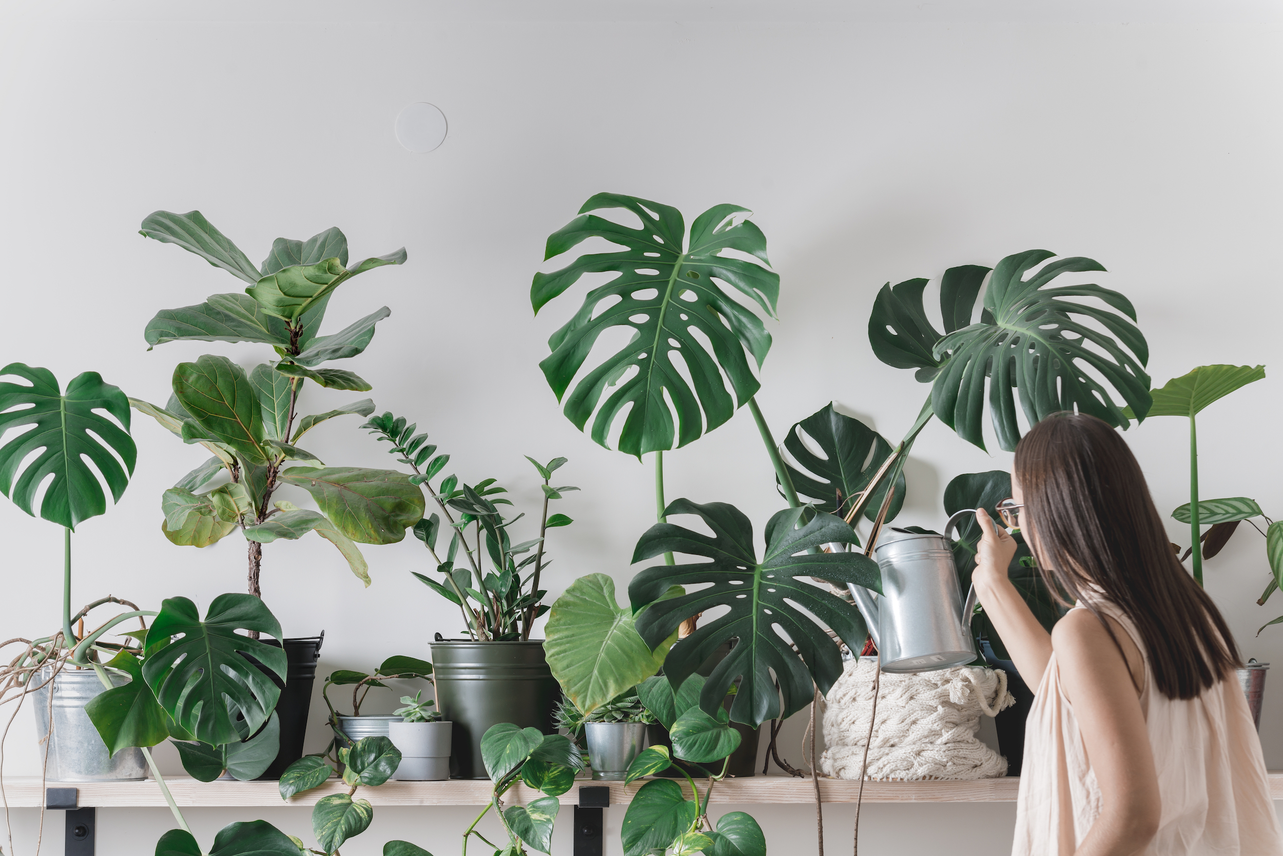 Taking care of plants in a home