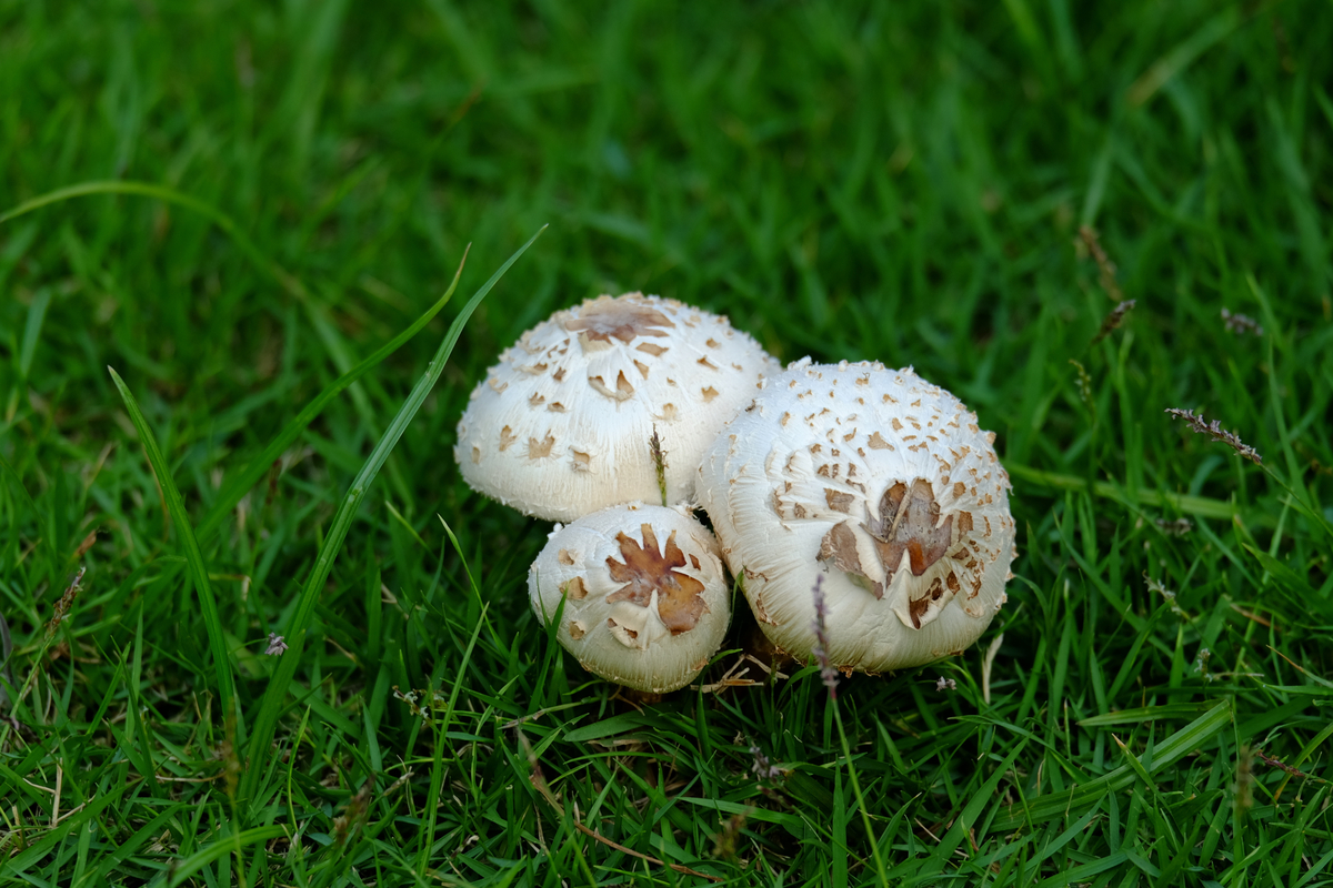 Group of white mushroom caps in green grass
