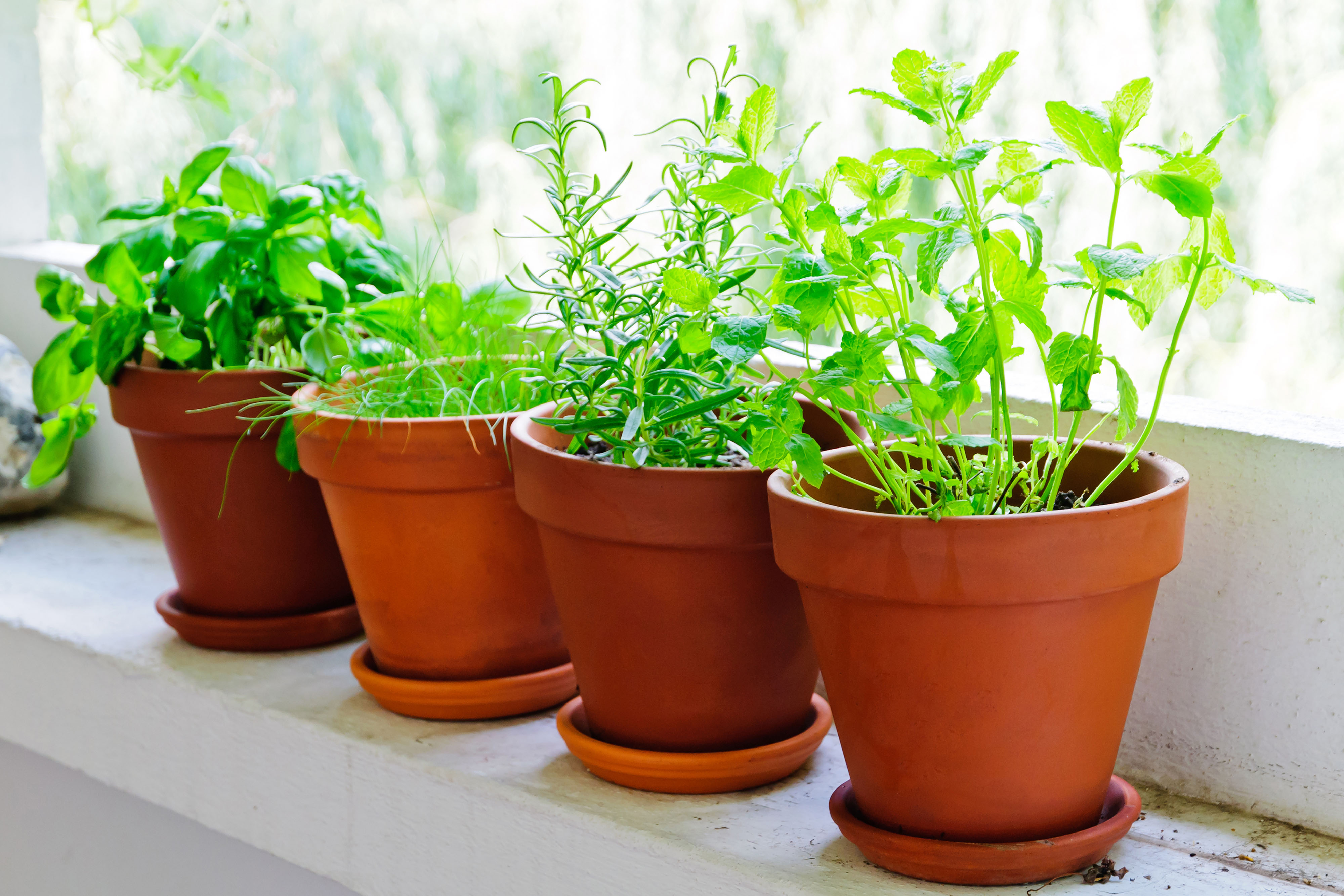 Herbs in terracotta pots on a windowsill