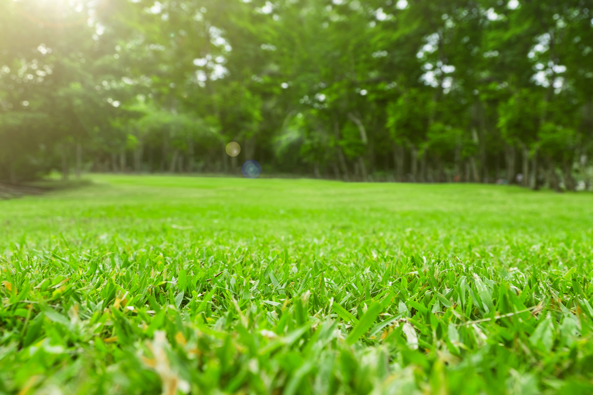 Close-up of green grass with trees in the background